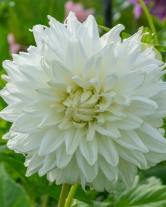 Dahlia Bulls Pride